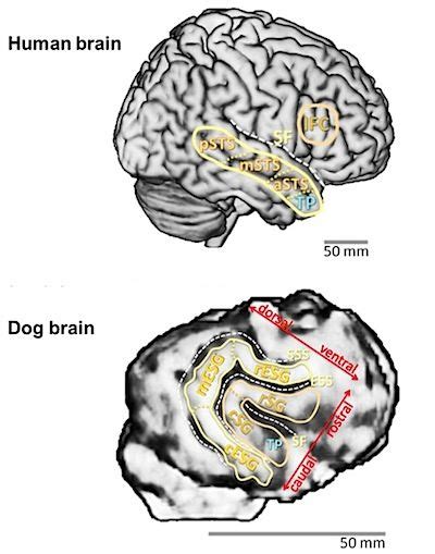 are dogs brains similar to humans